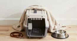 10 Best Pet Crate for Shared Pet Custody After Divorce in 2026