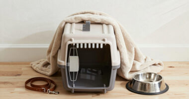 10 Best Pet Crate for Shared Pet Custody After Divorce in 2026